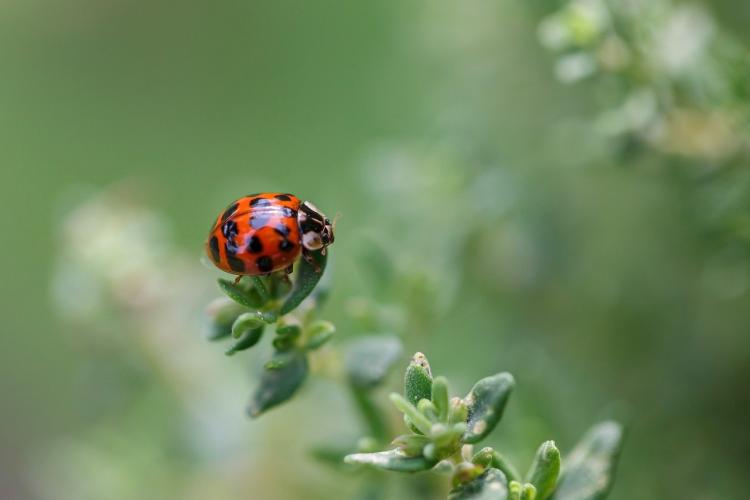 ladybug-8064737_1280.jpg