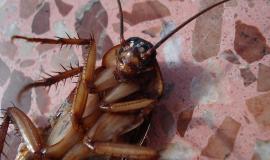 cockroach-15093_1280.jpg