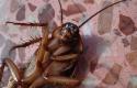 cockroach-15093_1280.jpg