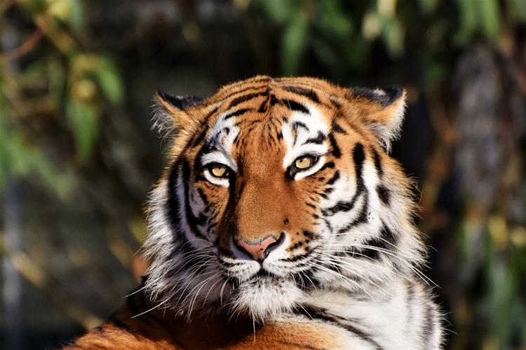 tiger-3424791_1280.jpg