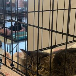 Более 70-ти котят и щенков обрели любящую семью #1