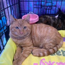 Более 70-ти котят и щенков обрели любящую семью #2