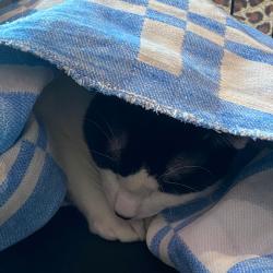 Более 70-ти котят и щенков обрели любящую семью #3