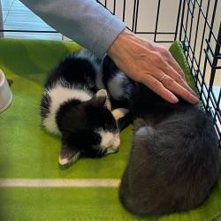 Более 70-ти котят и щенков обрели любящую семью #4