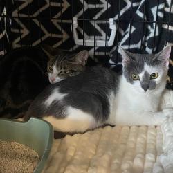 Более 70-ти котят и щенков обрели любящую семью #5