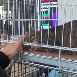 Более 70-ти котят и щенков обрели любящую семью #6