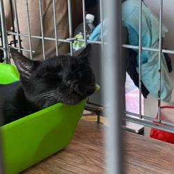 Более 70-ти котят и щенков обрели любящую семью #8