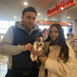 Более 70-ти котят и щенков обрели любящую семью #9