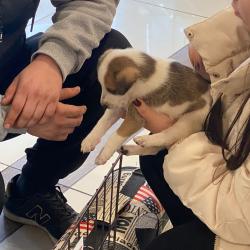 Более 70-ти котят и щенков обрели любящую семью #10