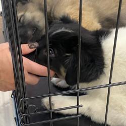 Более 70-ти котят и щенков обрели любящую семью #11