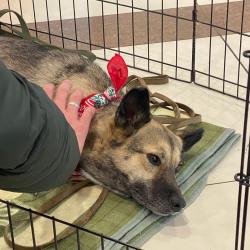 Более 70-ти котят и щенков обрели любящую семью #12