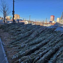 В этом году главный символ нового года можно приобрести по 13 адресам в разных районах города #5