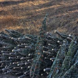 В этом году главный символ нового года можно приобрести по 13 адресам в разных районах города #6