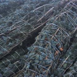 В этом году главный символ нового года можно приобрести по 13 адресам в разных районах города #10