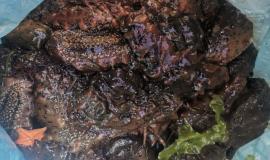 Трепанг ЕСО.jpg