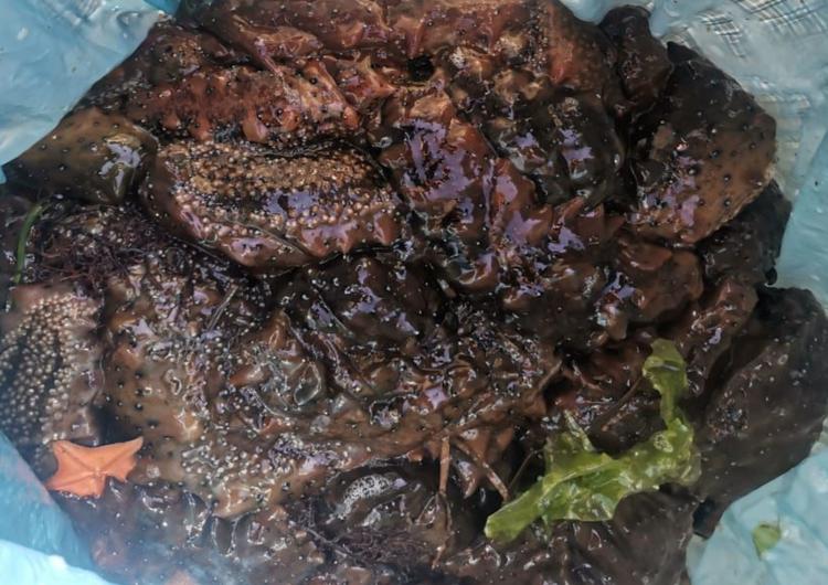 Трепанг ЕСО.jpg