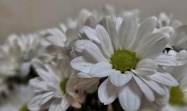 хризантемы 4.jpg