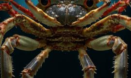 IMG_2305.jpeg