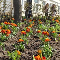 Первой локацией преображения стал цветник на улице Адмирала Фокина #6