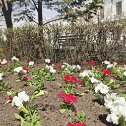 Первой локацией преображения стал цветник на улице Адмирала Фокина #7