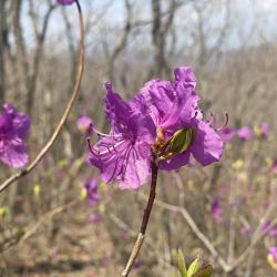 Эксперт рассказала, что нужно знать об этом популярном декоративном растении #2