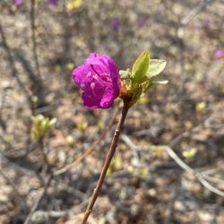 Эксперт рассказала, что нужно знать об этом популярном декоративном растении #3
