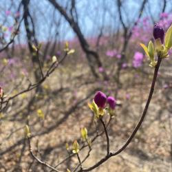 Эксперт рассказала, что нужно знать об этом популярном декоративном растении #4