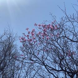 Эксперт рассказала, что нужно знать об этом популярном декоративном растении #5