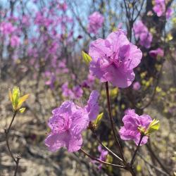Эксперт рассказала, что нужно знать об этом популярном декоративном растении #6