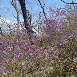 Эксперт рассказала, что нужно знать об этом популярном декоративном растении #10
