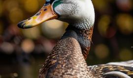 IMG_4461.jpeg IMG_4461.jpeg