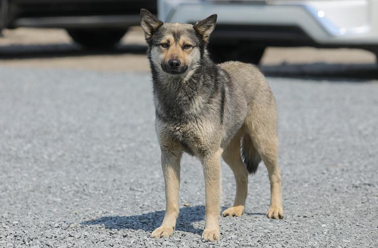 правительство собака.jpg