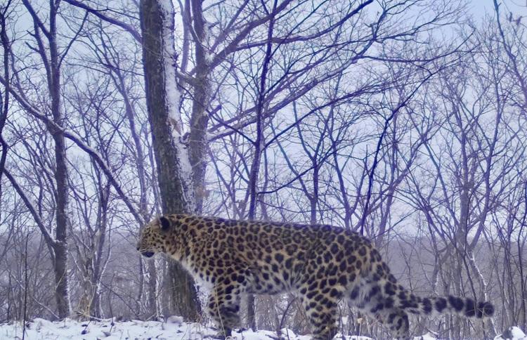 Имя для леопарда_Земля леопарда.jpeg