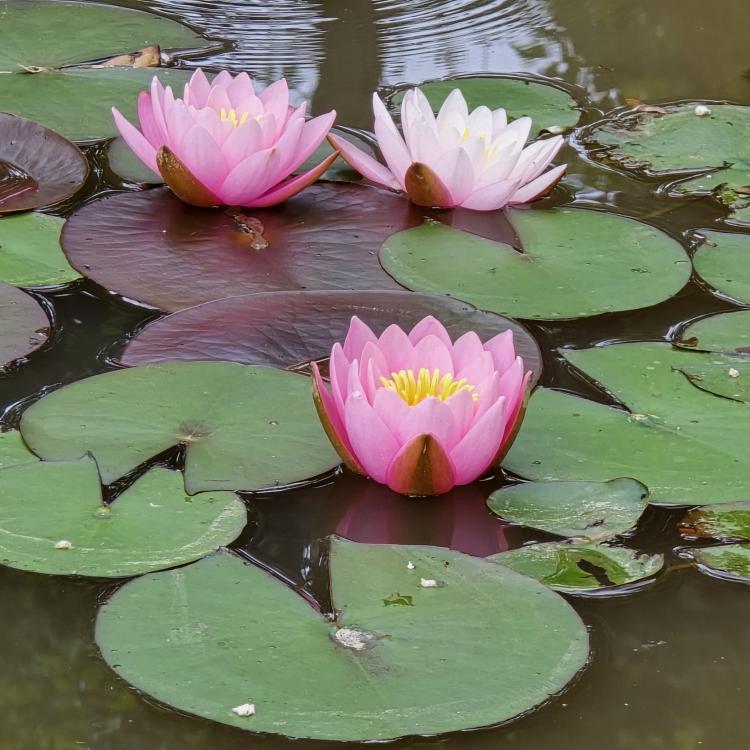 WhatsApp Image 2025-07-01 at 09.06.05.jpeg