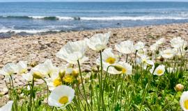 Ахлестышева_Ирина Овчинникова.jpg