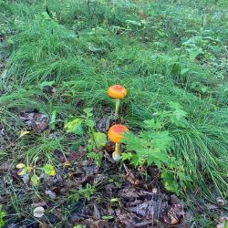 Пригородные леса Владивостока переполнены любителями «тихой охоты» #1