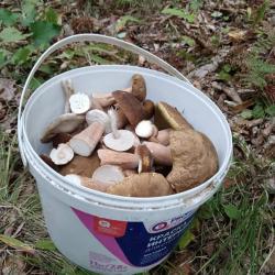 Пригородные леса Владивостока переполнены любителями «тихой охоты» #2