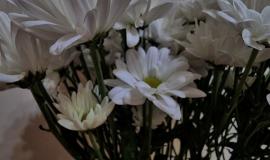 хризантемы 2.jpg