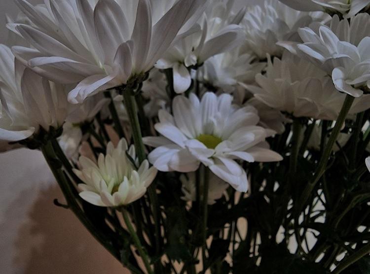 хризантемы 2.jpg