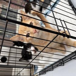 Один из четвероногих приехал из Артема на электричке #1