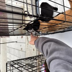 Один из четвероногих приехал из Артема на электричке #2