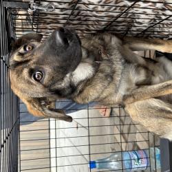 Один из четвероногих приехал из Артема на электричке #3