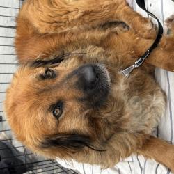 Один из четвероногих приехал из Артема на электричке #4