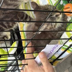 Один из четвероногих приехал из Артема на электричке #5