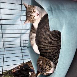 Один из четвероногих приехал из Артема на электричке #6