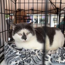 Один из четвероногих приехал из Артема на электричке #7