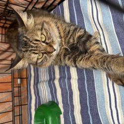 Один из четвероногих приехал из Артема на электричке #8