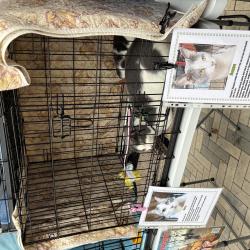 Один из четвероногих приехал из Артема на электричке #9