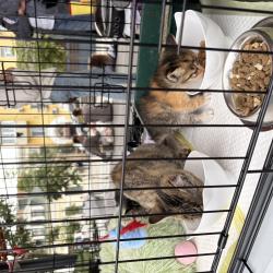 Один из четвероногих приехал из Артема на электричке #10