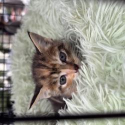 Один из четвероногих приехал из Артема на электричке #11